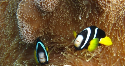 Anemone mit Maledivenanemonenfisch