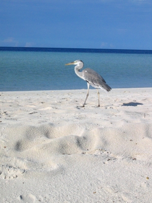 Strandgänger