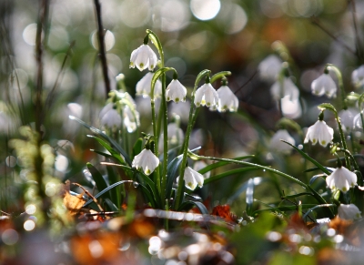 Frühlingsboten