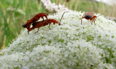 Käfer