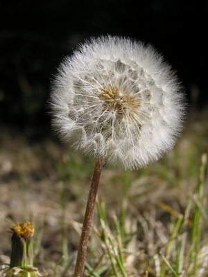 Pusteblume