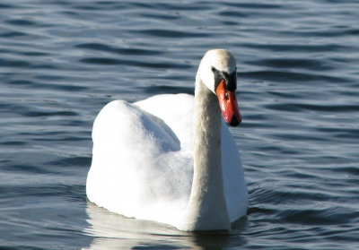 Ein Schwan auf dem See