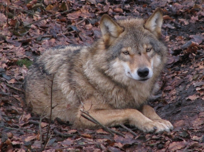 Müder Wolf