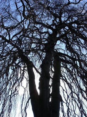 Baum ohne Blätter