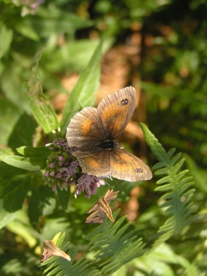 Rotbraunes Ochsenauge