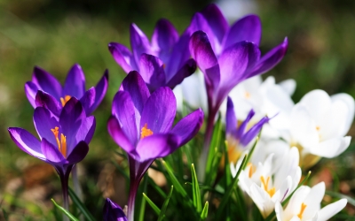 lila-bunter Frühling