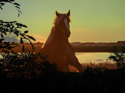 Pferd in Farbschatten