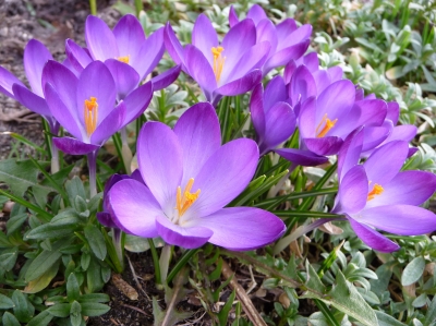 crocus 3