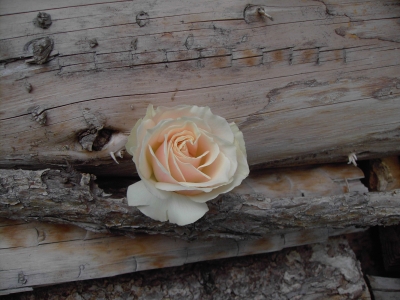 Rose im Holz