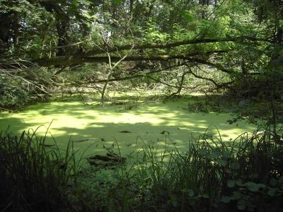 grüner Teich