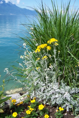 Blumen am Wasser