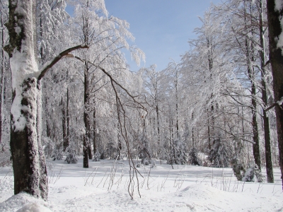 Bayrischer Wald Bretterschachten Winterbild1