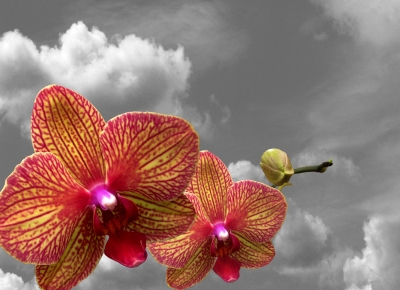 Orchideen zum träumen