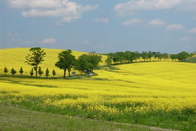 Strasse durchs Rapsfeld