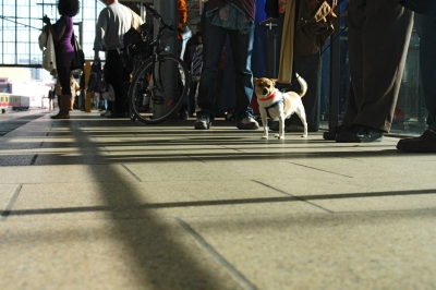 Chihuahua am Bahnsteig