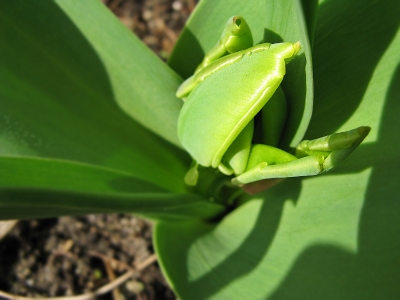 Tulpe In Grün