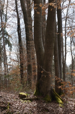 Der Wald