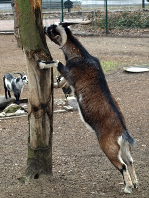 Ziegenbock knabbert am Baum