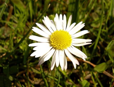 Die ersten Gänseblümchen