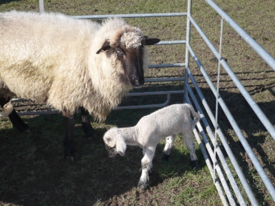 Schaf mit Lämchen im Sauerland