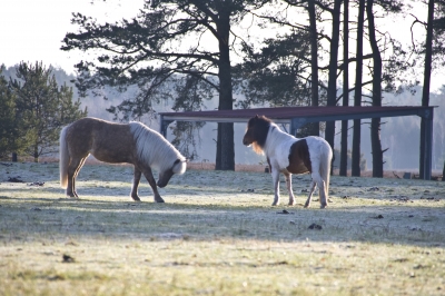 Das Pferd begrüßt die ersten Sonnenstrahlen