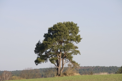 Einsamer Baum