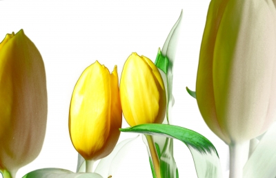 Tulpen mal anders.