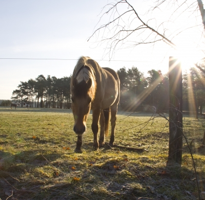 Neugieriges Pferd morgens im Sonnenlicht.