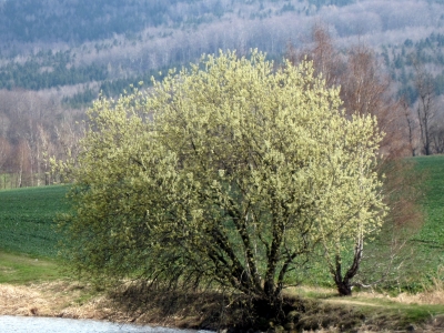 Blühender Weidekätzchenstrauch