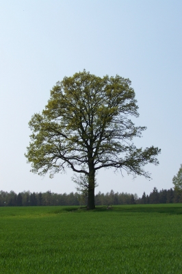 Einzelstehender Baum