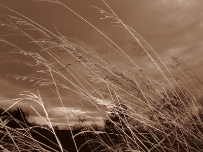 Gräser von dunklem Himmel