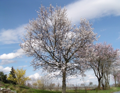 Mandelblüte in der Pfalz (3)