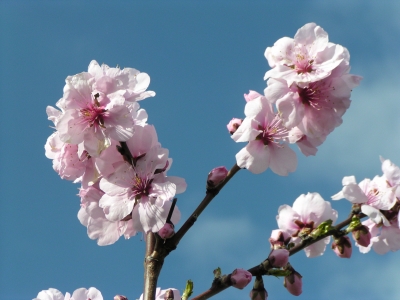 Mandelblüte in der Pfalz (4)