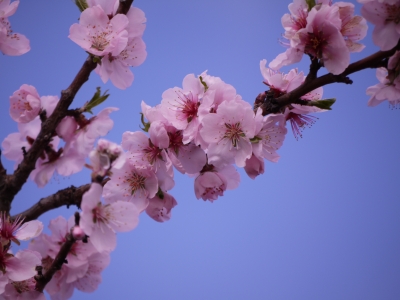 Mandelblüten