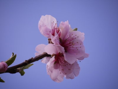 Mandelblüten