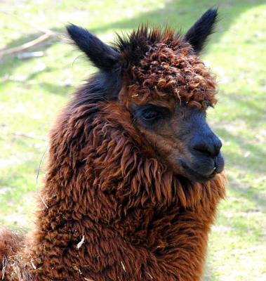 Alpaca