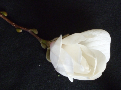 Magnolienblüte