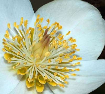 Christrose ganz innen