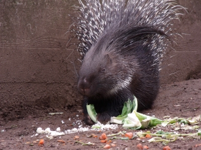 Stachelschwein