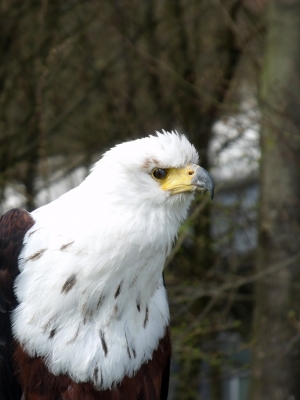 Weisskopf-Seeadler