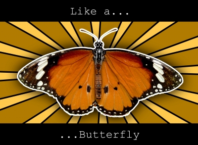 Lika a Butterfly