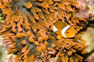 Clownfisch Nemo