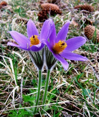 Frühlings-Blumenpaar