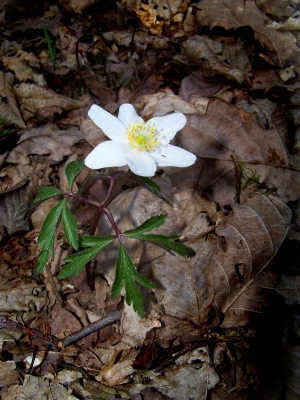 Blume und Laub