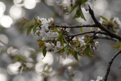 Kirschblüte