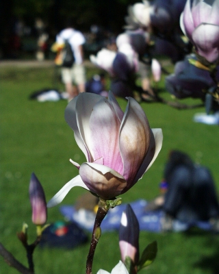 Magnolie als Frühlingsbote