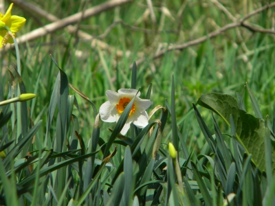 white Daffodil