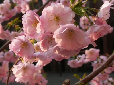 Kirschblüte (japanische Kirsche)