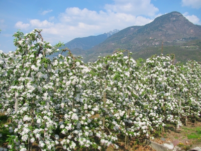 Apfelblüte in Südtirol