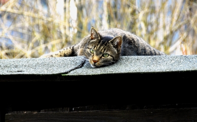 Katze auf dem warmen Pechdach...